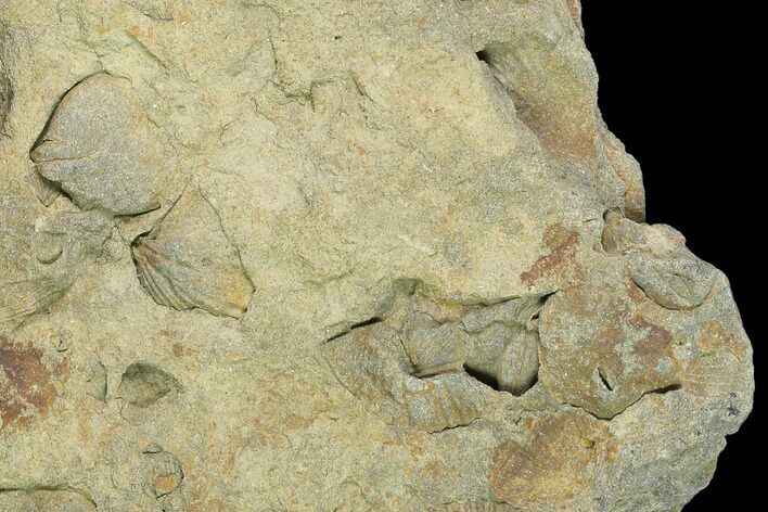 Pennsylvanian Fossil Brachiopod Plate - Kentucky #138907